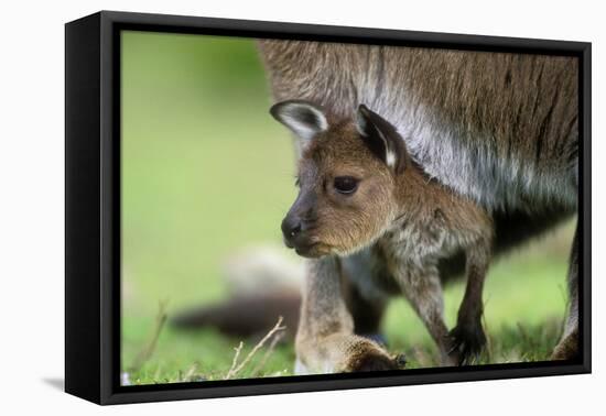 Western Grey Kangaroo with Joey-null-Framed Stretched Canvas