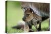 Western Grey Kangaroo with Joey-null-Stretched Canvas