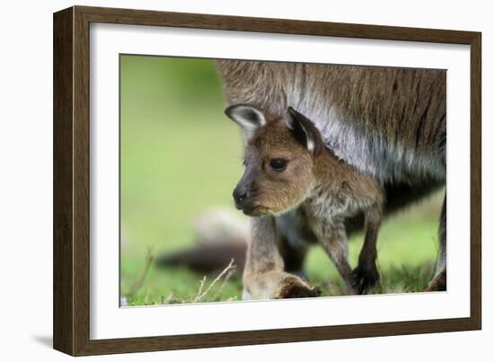 Western Grey Kangaroo with Joey-null-Framed Photographic Print