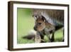 Western Grey Kangaroo with Joey-null-Framed Photographic Print