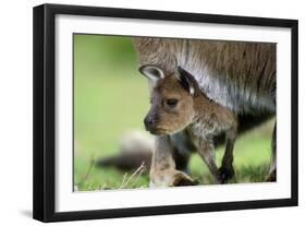 Western Grey Kangaroo with Joey-null-Framed Photographic Print