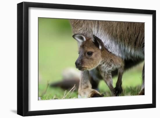 Western Grey Kangaroo with Joey-null-Framed Photographic Print