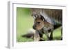 Western Grey Kangaroo with Joey-null-Framed Photographic Print