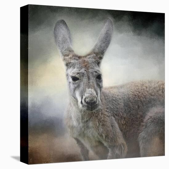 Western Grey Kangaroo-Jai Johnson-Stretched Canvas