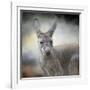 Western Grey Kangaroo-Jai Johnson-Framed Giclee Print