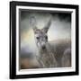 Western Grey Kangaroo-Jai Johnson-Framed Giclee Print