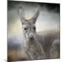 Western Grey Kangaroo-Jai Johnson-Mounted Giclee Print