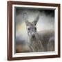 Western Grey Kangaroo-Jai Johnson-Framed Giclee Print