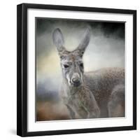 Western Grey Kangaroo-Jai Johnson-Framed Giclee Print