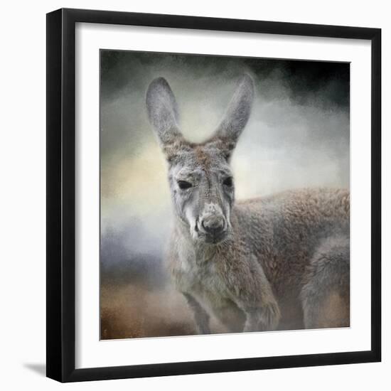 Western Grey Kangaroo-Jai Johnson-Framed Giclee Print