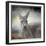 Western Grey Kangaroo-Jai Johnson-Framed Giclee Print