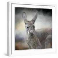 Western Grey Kangaroo-Jai Johnson-Framed Giclee Print