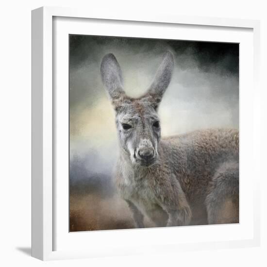 Western Grey Kangaroo-Jai Johnson-Framed Giclee Print