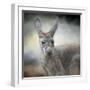 Western Grey Kangaroo-Jai Johnson-Framed Giclee Print