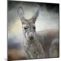 Western Grey Kangaroo-Jai Johnson-Mounted Giclee Print