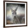 Western Grey Kangaroo-Jai Johnson-Framed Giclee Print