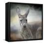 Western Grey Kangaroo-Jai Johnson-Framed Stretched Canvas