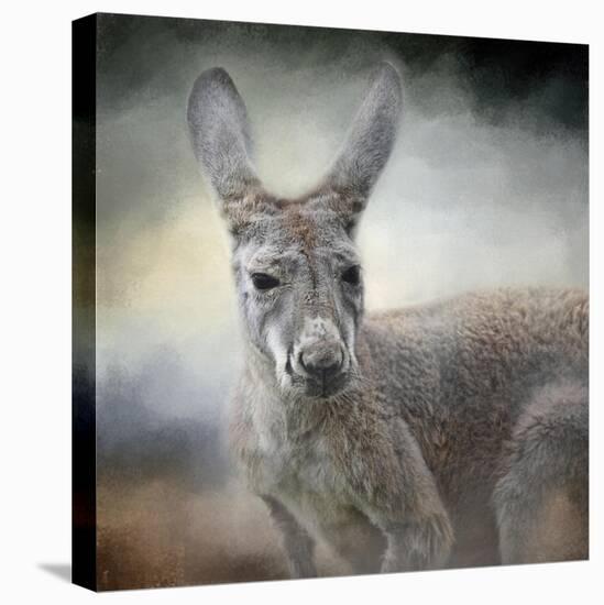 Western Grey Kangaroo-Jai Johnson-Stretched Canvas