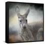 Western Grey Kangaroo-Jai Johnson-Framed Stretched Canvas