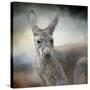 Western Grey Kangaroo-Jai Johnson-Stretched Canvas