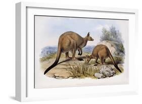Western Grey Kangaroo-Henry Constantine Richter-Framed Giclee Print