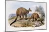 Western Grey Kangaroo-Henry Constantine Richter-Mounted Giclee Print