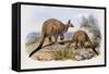 Western Grey Kangaroo-Henry Constantine Richter-Framed Stretched Canvas