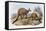 Western Grey Kangaroo-Henry Constantine Richter-Framed Stretched Canvas