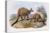 Western Grey Kangaroo-Henry Constantine Richter-Stretched Canvas