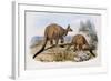 Western Grey Kangaroo-Henry Constantine Richter-Framed Giclee Print