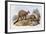 Western Grey Kangaroo-Henry Constantine Richter-Framed Giclee Print