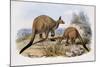 Western Grey Kangaroo-Henry Constantine Richter-Mounted Giclee Print