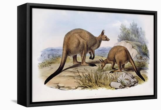 Western Grey Kangaroo-Henry Constantine Richter-Framed Stretched Canvas