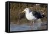 Western Gull Catchs a Flatfish-Hal Beral-Framed Stretched Canvas