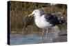 Western Gull Catchs a Flatfish-Hal Beral-Stretched Canvas