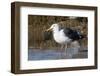 Western Gull Catchs a Flatfish-Hal Beral-Framed Photographic Print
