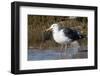 Western Gull Catchs a Flatfish-Hal Beral-Framed Photographic Print