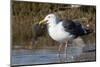 Western Gull Catchs a Flatfish-Hal Beral-Mounted Photographic Print