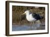 Western Gull Catchs a Flatfish-Hal Beral-Framed Photographic Print