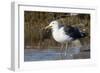 Western Gull Catchs a Flatfish-Hal Beral-Framed Photographic Print