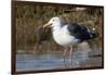 Western Gull Catchs a Flatfish-Hal Beral-Framed Photographic Print