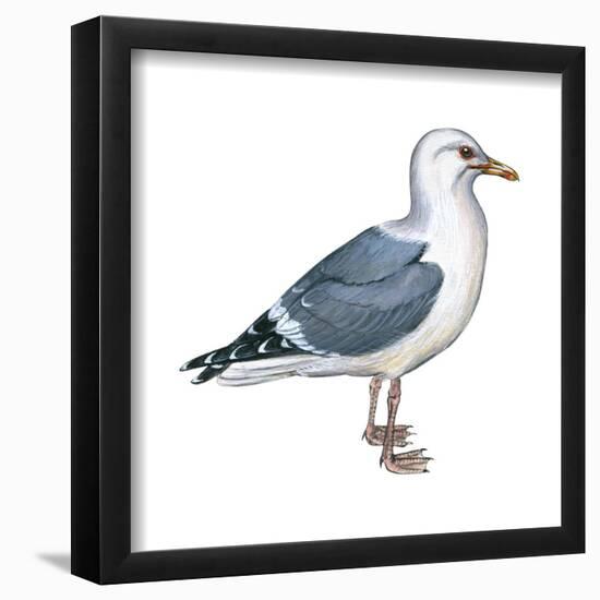 Western Gull (Larus Occidentalis), Birds-Encyclopaedia Britannica-Framed Poster