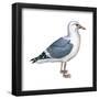 Western Gull (Larus Occidentalis), Birds-Encyclopaedia Britannica-Framed Poster