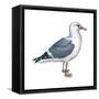 Western Gull (Larus Occidentalis), Birds-Encyclopaedia Britannica-Framed Stretched Canvas