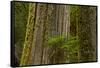 Western Hemlock Cedar Grove of the Patriarchs, Mt Rainier, Washington-Michel Hersen-Framed Stretched Canvas