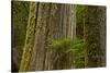 Western Hemlock Cedar Grove of the Patriarchs, Mt Rainier, Washington-Michel Hersen-Stretched Canvas