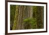 Western Hemlock Cedar Grove of the Patriarchs, Mt Rainier, Washington-Michel Hersen-Framed Photographic Print