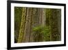 Western Hemlock Cedar Grove of the Patriarchs, Mt Rainier, Washington-Michel Hersen-Framed Photographic Print