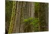 Western Hemlock Cedar Grove of the Patriarchs, Mt Rainier, Washington-Michel Hersen-Mounted Photographic Print