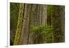 Western Hemlock Cedar Grove of the Patriarchs, Mt Rainier, Washington-Michel Hersen-Framed Photographic Print